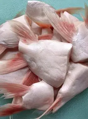 新鲜巴沙鱼鳍鱼翅回鱼芒鱼刺翅鱼腩