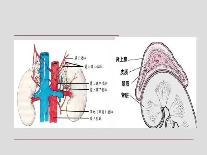 肾上腺解剖及病变ppt