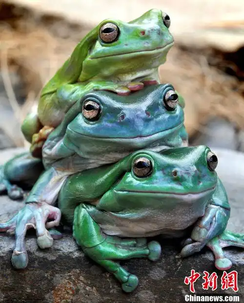 澳大利亚三只青蛙"叠罗汉"成动物园明星