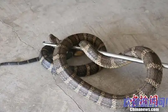 中国最大一条过山峰蛇