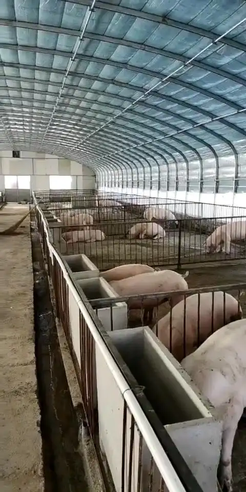 新手养猪,怎养建大棚猪圈,减少前期投资的压力
