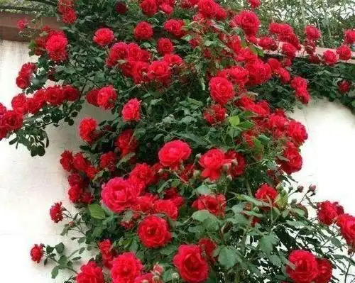 红色木香花图片木香花图片颜色