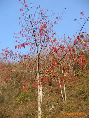 可再生能源----新树种——(毛叶)山桐子产业化技术输出和咨询