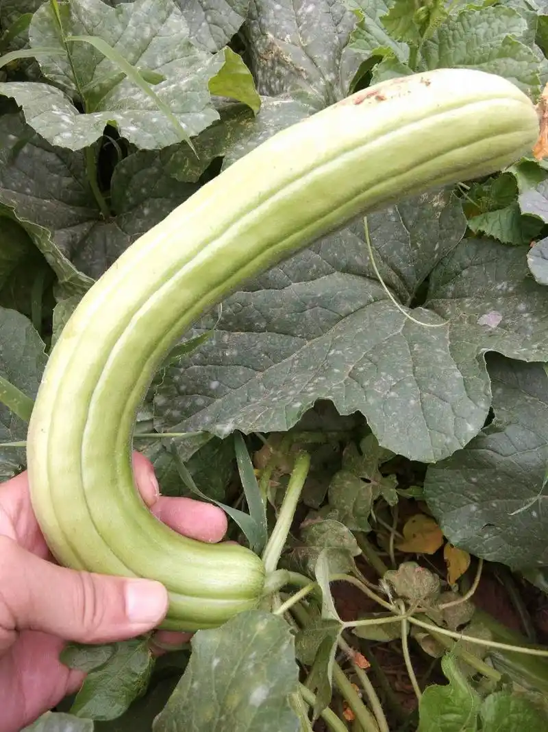 原创菜瓜是一种高产的瓜果菜瓜丰产很简单为啥菜瓜很少有人种了