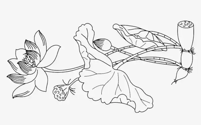 手绘睡莲睡莲线稿png大图