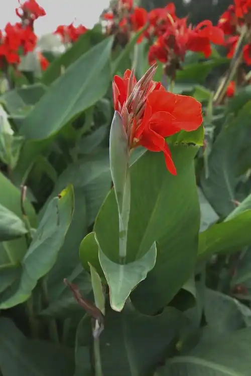 【美人蕉】-动物植物论坛-zol中关村在线