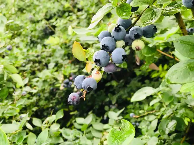 蓝莓树