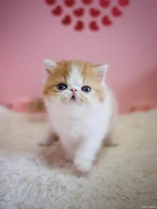 加菲猫价格多少钱一只