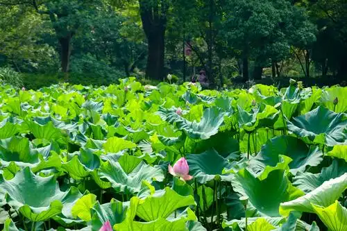 又到一年盛夏赏花必去鼋头渚荷花节