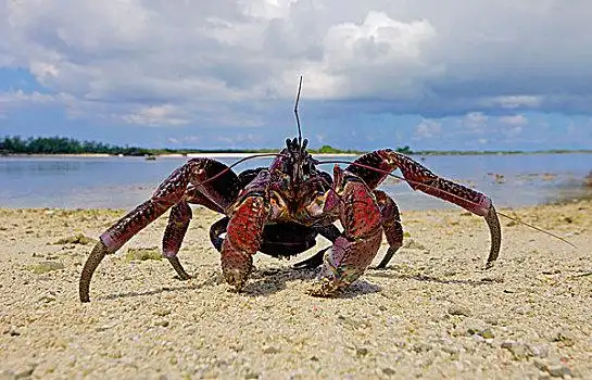 椰子,螃蟹,椰子蟹,走,岸边,塞舌尔