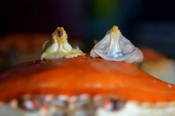 大闸蟹肚子里有蟹和尚梭子蟹里却完全不一样