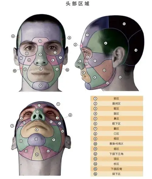 头部绘画区域分布