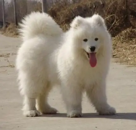 详细萨摩耶怎么看纯不纯怎么看萨摩耶纯不纯