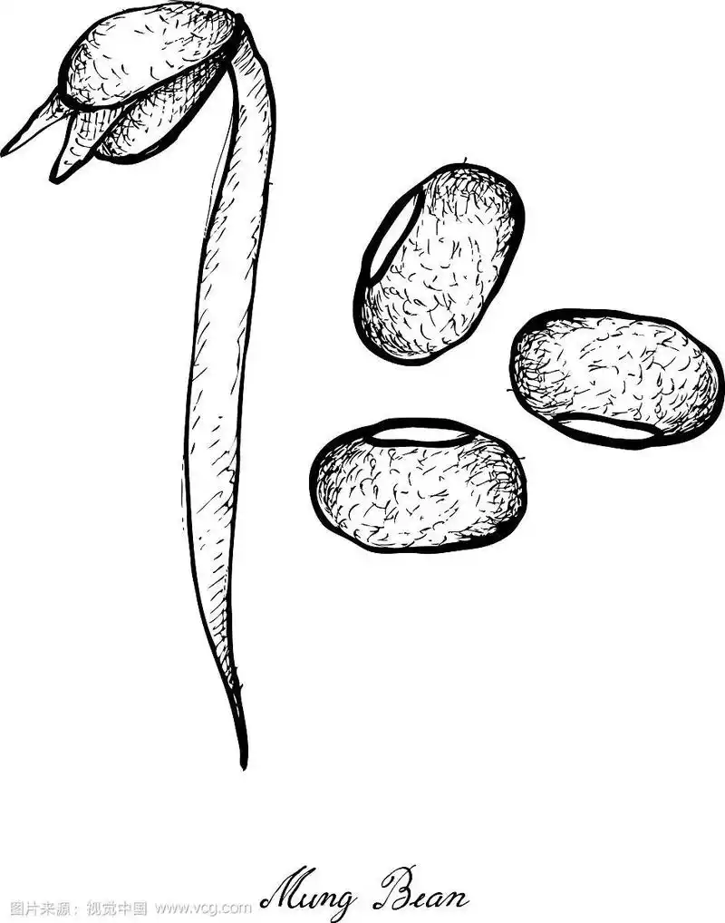 手绘绿豆和豆芽