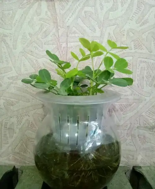 出芽的花生泡水里,呼呼冒出一茬苗,长成绿油油的小森林