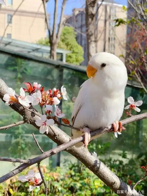 牡丹鹦鹉美图欣赏