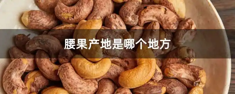 腰果产地是哪个地方