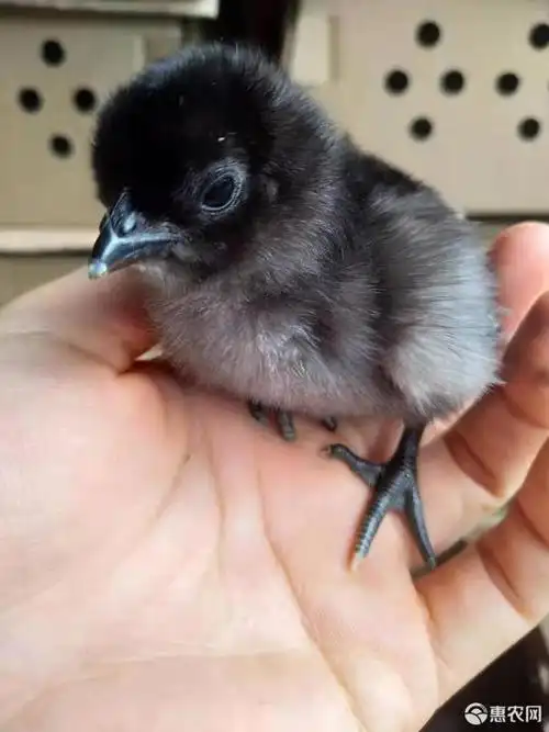 乌鸡苗 黑毛乌鸡