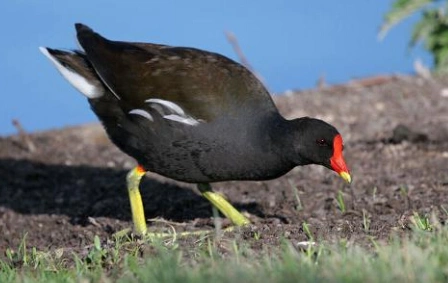 幼鸟叫稻鸡,它是苏北猎户夏季主要狩猎野禽之一,肉,卵均供食用.