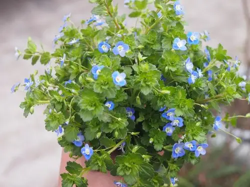 请问这是什么植物?