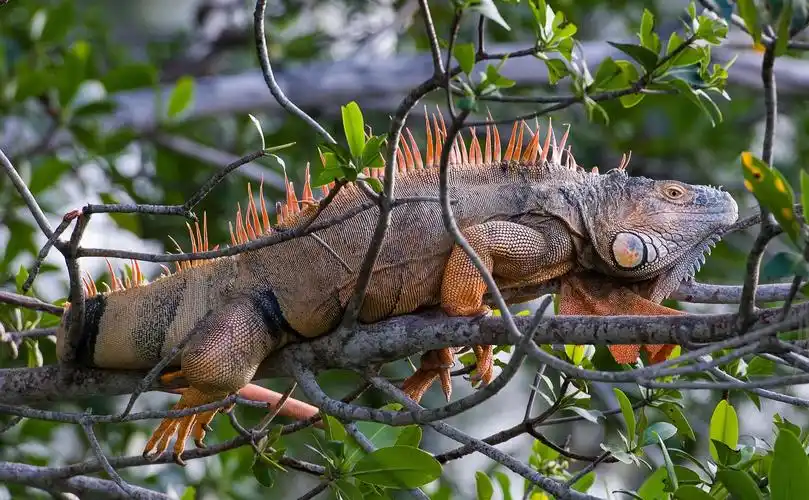蜥蜴图片爬行类动物两栖类动物变色龙蜥蜴