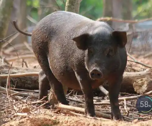 钟祥山林散养黑猪