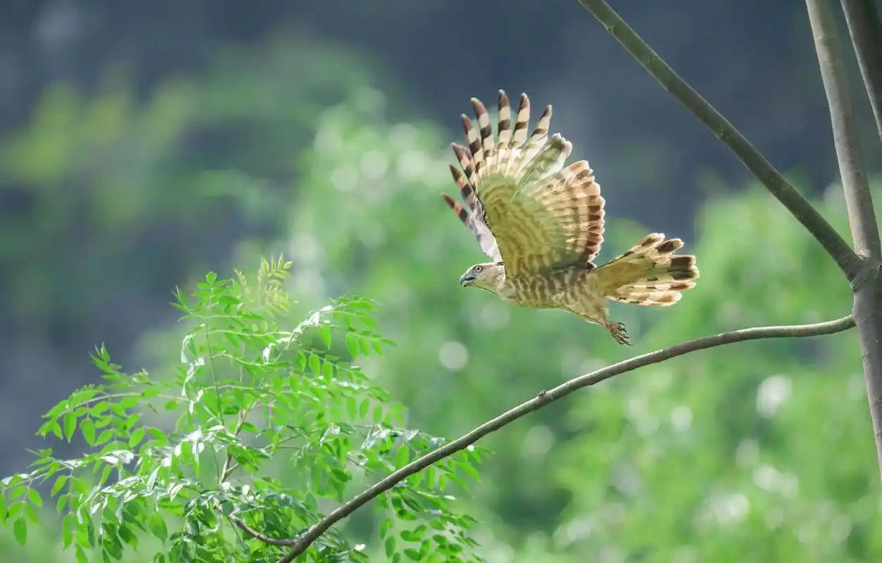 褐冠鹃隼,拍摄于广西龙州县.#野生鸟类摄影 - 抖音