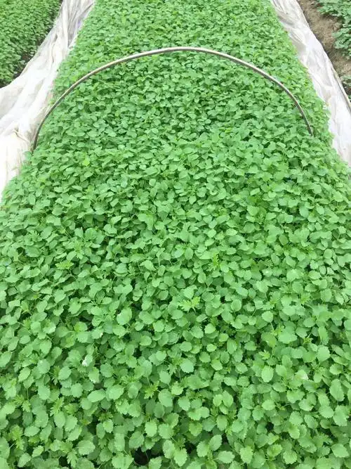 益母草种籽种子阳台盆栽种植野生食用苗四季春夏播蔬菜益母草种子500