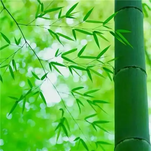 绿叶头像图片大全 清新唯美的绿叶图片微信头像_微信头像_头像屋