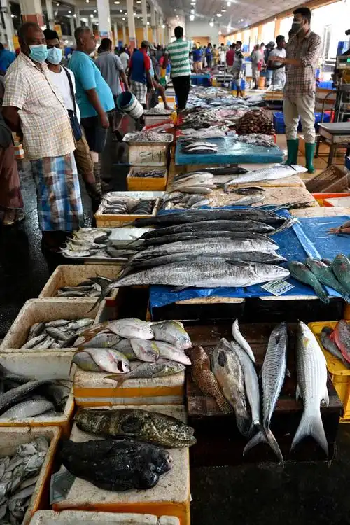 斯里兰卡鱼市|斯里兰卡|鱼市|科伦坡_新浪新闻