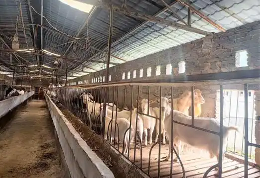 贵州白山羊适应性强,能够在多种环境条件下生存和繁衍,因此,在广大