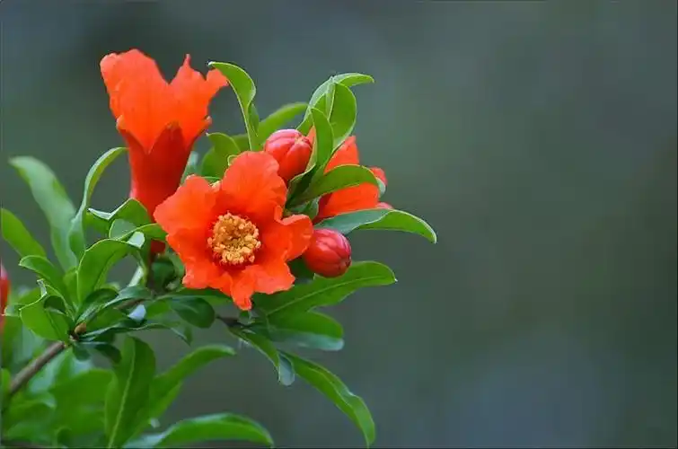 五月石榴花花语之古诗词(尽赏唯美诗词里的榴花雅趣)_小强知识网