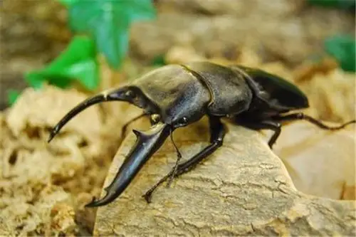 巴拉望巨扁锹形虫昆虫里的格斗天才擅长格斗