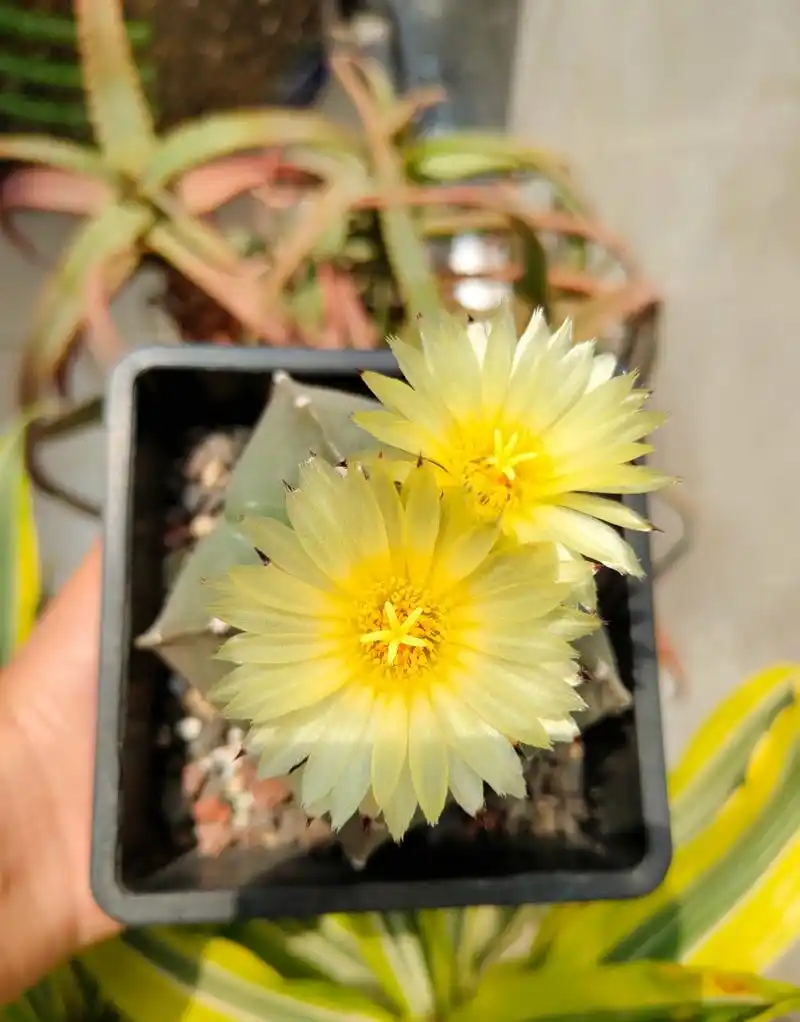 多肉琉璃鸾凤玉 五角星82开花了 676767