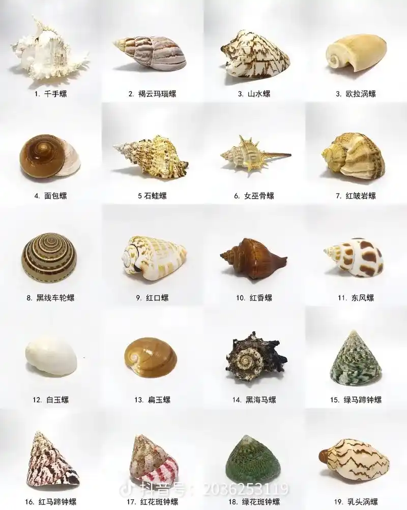 带你认识100多种海螺 - 抖音