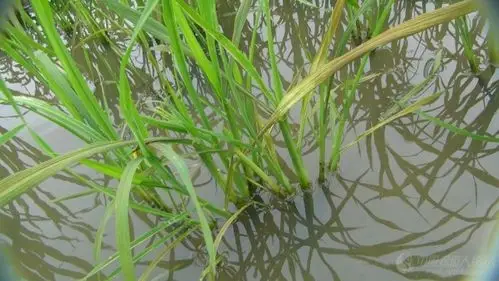 水稻淹水性缺钾赤枯