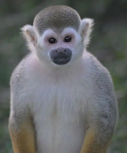 松鼠猴(squirrel monkey)