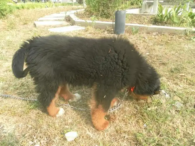 请喜欢藏獒的朋友帮忙看看是狮头还是虎头,品相怎么样,谢谢