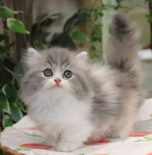 拿破仑猫多少钱一只十大颜值最高的猫