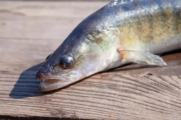 湄公鱼,也称为湄公河鲈鱼,是一种生活在东南亚地区的淡水鱼类.