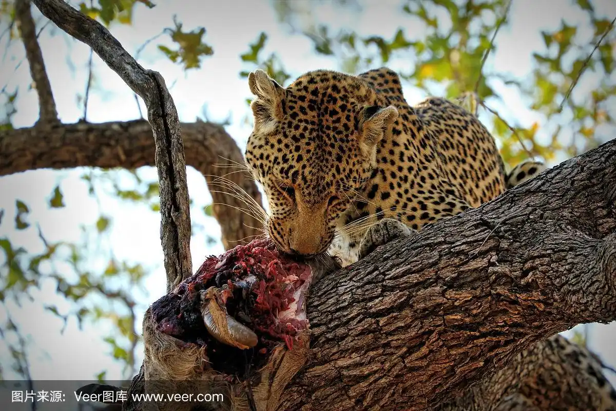 一只豹子在树上吃羚羊,南非克鲁格国家公园