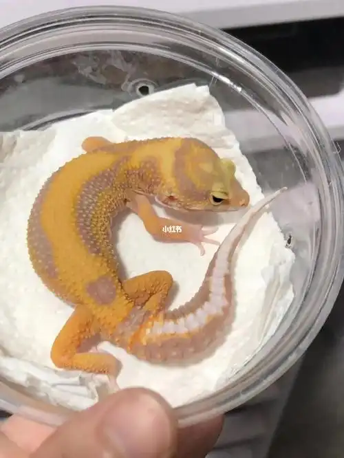 上新豹纹守宫选育直线川普