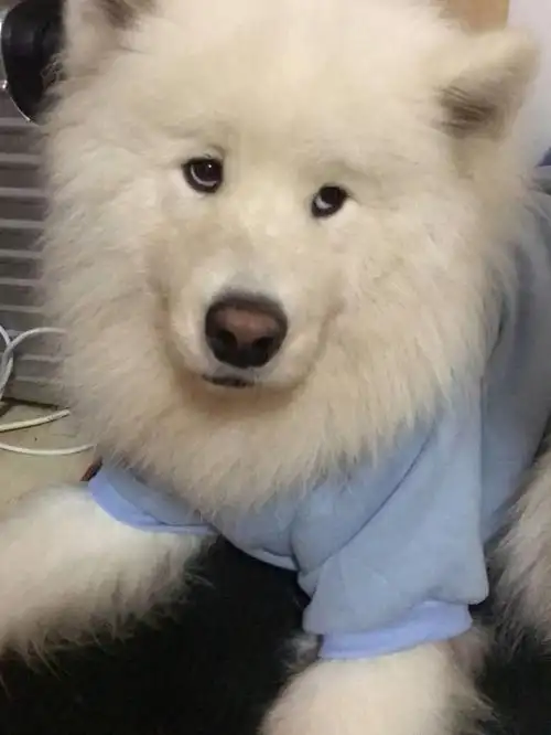 萨摩耶奶蓝色的耶耶