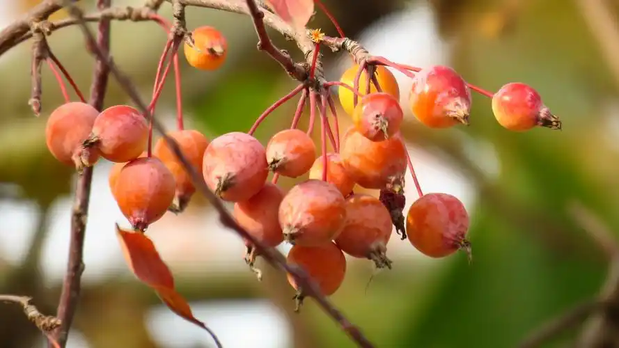 艳丽的北美海棠果