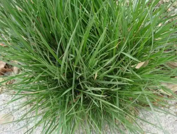 句容高羊茅草坪