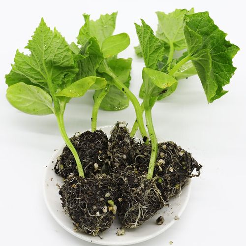 北蔬 奶油姑娘果种子灯笼果苗蔬菜种苗 水果菇娘苗 5棵