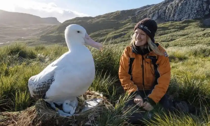一种完美得像天使,一种似古代谦谦君子_信天翁_白鹭_鸟类