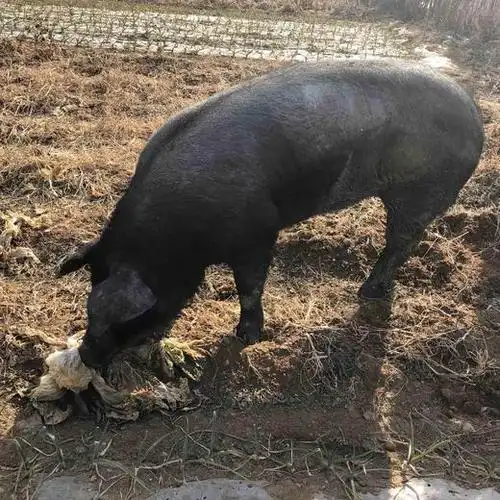 里岔黑年猪,养殖时间12-18个月.