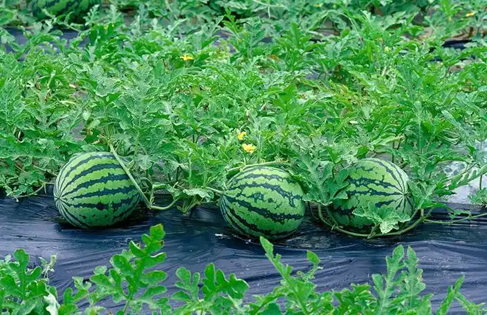 西瓜资讯:想要自己的西瓜能卖个好价钱,就必须要学会点种植西瓜技巧