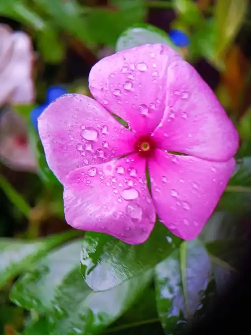 雨中花【首发】
